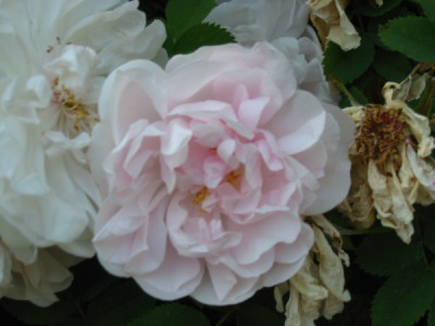 stanwell_perpetuellblumen_375.jpg