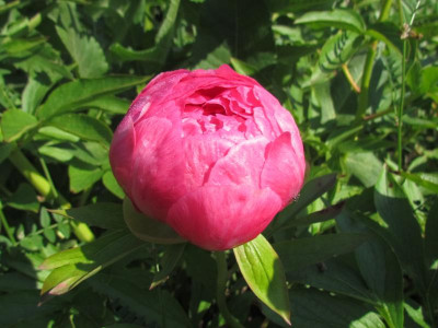 Paeonie Cytherea.JPG