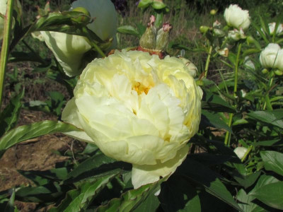 Paeonie Lemon Chiffon.JPG