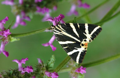 Schmetterling_X_1_12-08-2007.jpg