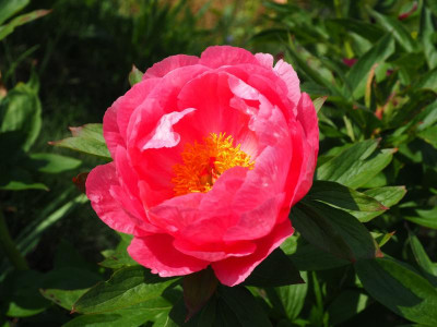 Cytherea P5100049.JPG