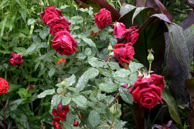 Weihenstephan02707.jpg