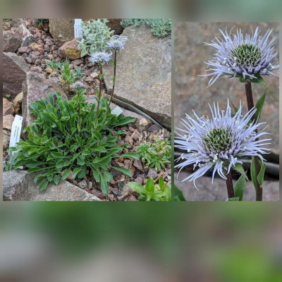 CollageMaker_20200518_103346750.jpg