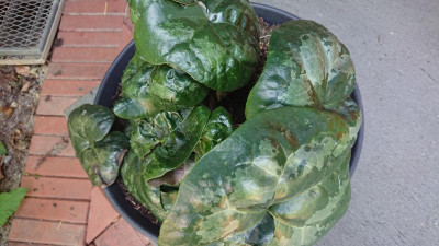 Asarum maximum.JPG