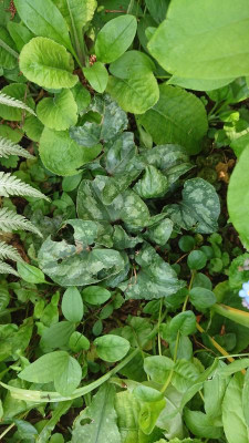 Asarum maximum (2).JPG