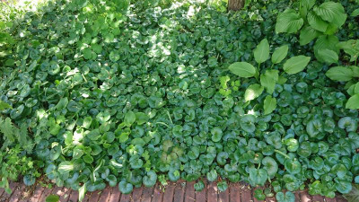 Asarum europaeum.JPG
