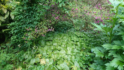 Asarum canadense.JPG
