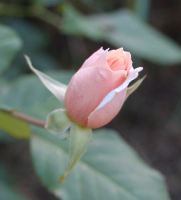 Perle_dOr_0010__H_13611.jpg