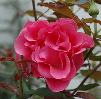 Romanze_0010__S4_13531.jpg