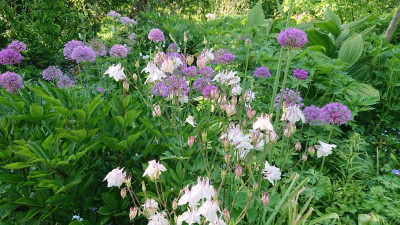 Akelei und Allium.JPG