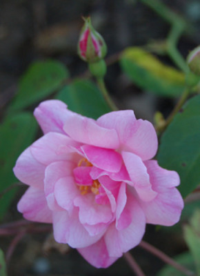 Unermudliche_0010__RH_13581.jpg