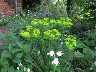 E coralloides.JPG