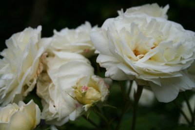 gru_an_aachen_garten06_345.jpg