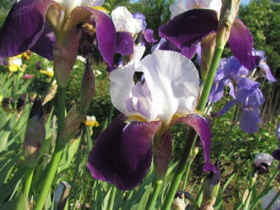 TB Helen Collingwood.JPG