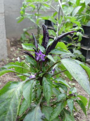 2020-05-18 Chili 'Maya Purple Passion'.jpg