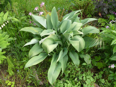 2020-05-18 Hosta 'Phoenix'.jpg