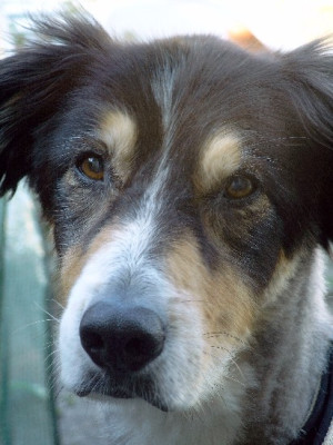 Gizmo_070627_022.jpg