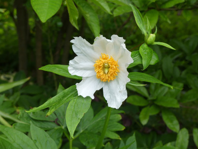 2020-05-18 Paeonia emodi 'Late Windflower'.jpg