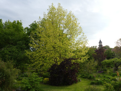 2020-05-18 Liriodendron tulipifera 'Aureomarginata'.jpg