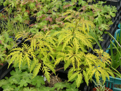 2020-05-18 Sambucus racemosa 'Sutherland Gold'.jpg