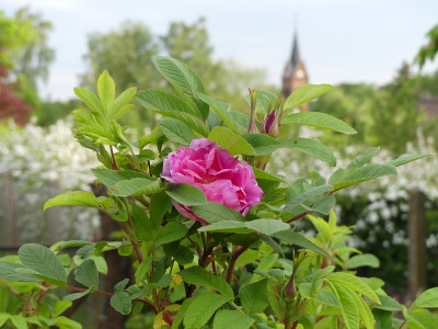 2020-05-18 Rosen 'Therese Bugnet' 1.jpg