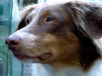 Bailey_070627_027.jpg
