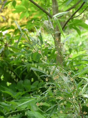 2020-05-18 Euonymus cornutus var. quinquecornutus.jpg