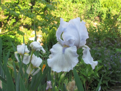 TB Margret Viola White alte Blüte.JPG