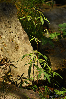 acer-pentaphyllum.jpg