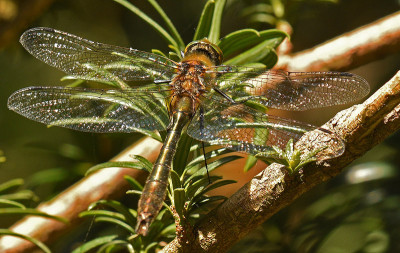 Somatochlora-metallica.jpg