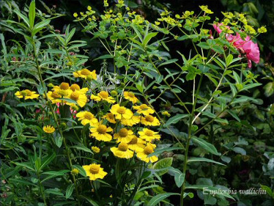 Euphorbia_wallichii.jpg