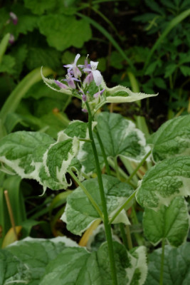 DSCF2254_4752.JPG