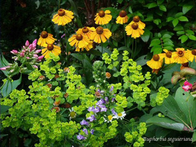 Helenium_-_Euphorbia.jpg