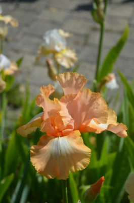 D5879.JPG