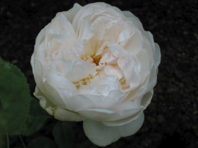 Glamis_Castle_August_07.jpg
