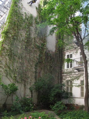Parthenocissus quinquefolia.JPG