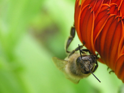 Calendula-Biene-3c.jpg