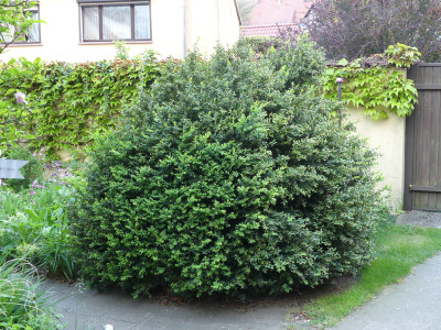 2020-05-19 Buxus 1.jpg