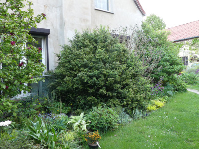 2020-05-19 Buxus 2.jpg