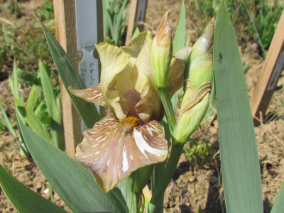 IB Aardvark Antickz.JPG