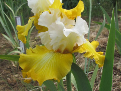 TB Alpine Harmony.JPG