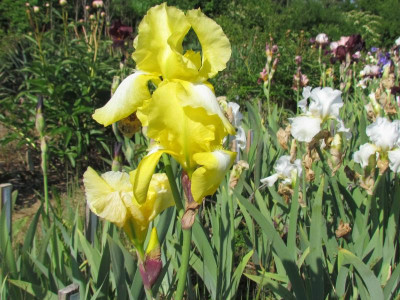 TB Buttercup Bower.JPG