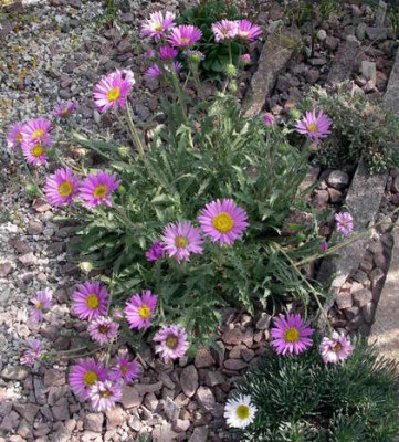 Machaeranthera__coloradensis2007-08-12.JPG