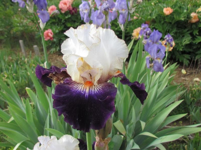 TB Chief Sooo Happy 2.JPG