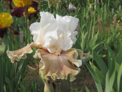 TB Coffee Whispers.JPG