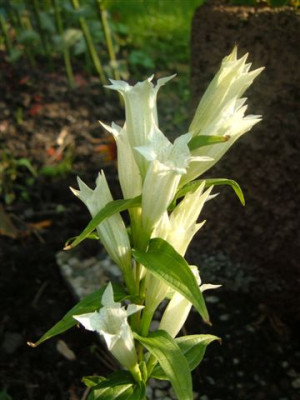 unbekannte_und_Tricyrtis_027.jpg