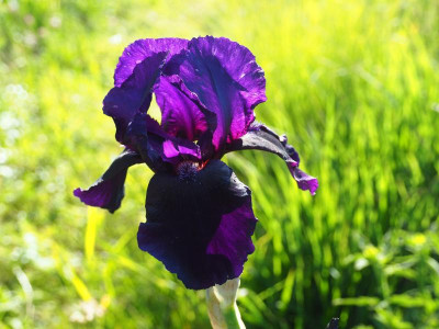 Black Hill P5190229.JPG