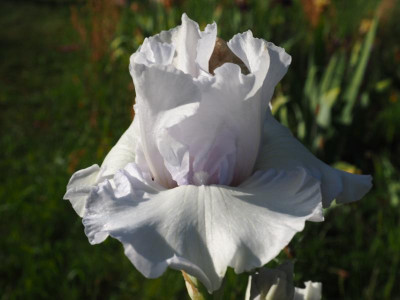 Got Milk P5190237.JPG