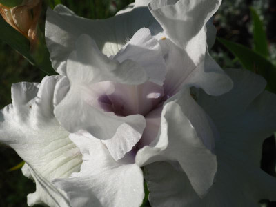 Got Milk P5190238.JPG