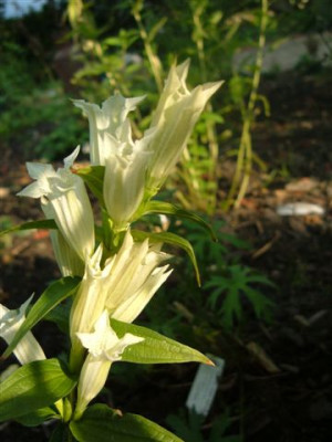 unbekannte_und_Tricyrtis_028.jpg